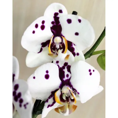 Орхидея фаленопсис. Купить орхидею 55 см. Фаленопсис далматин