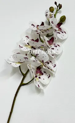 Орхидея Phal. King Car Dalmatian big lip - купить, доставка Украина