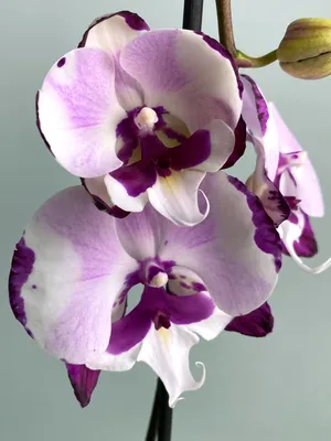 орхидея далматинец :: Юрий – Социальная сеть ФотоКто