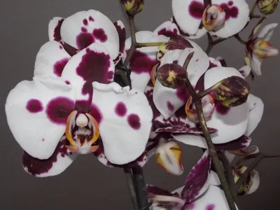 Фаленопсис Биг Лип (Phalaenopsis King Car Dalmatian) Тайвань — купить в  интернет-магазине Ангелок