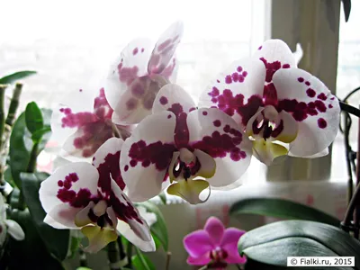 орхидея #фаленопсис Очень красивый биг лип 🤩 Сорт Далматин Цветы крупные.  ! Высота 60 см. Цена 10 800 тг Доставка по городу до… | Instagram