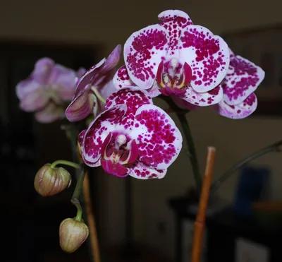 Орхидея Фаленопсис Кинг Кар Далматин Биг Лип 1 ст купить в Москве с  доставкой | Магазин растений Bloom Story (Блум Стори)