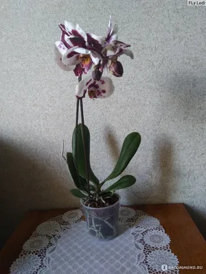 Орхидея Далматинец - Белая с фиолетовыми пятнами - Купить в Бресте с  доставкой!