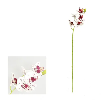Орхидея белая с бордовыми пятнами - 25 фото | Орхидея, Цветы, Пятно