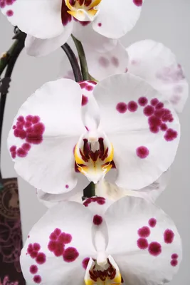 Орхидея Латексная Далматин (65см) (ID#1206168992), цена: 145 ₴, купить на  Prom.ua