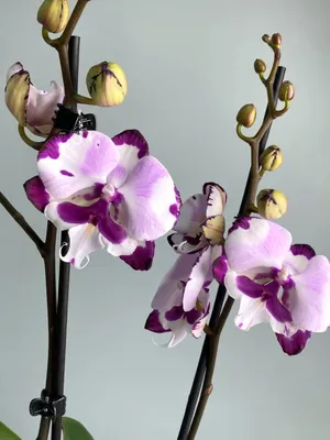 Орхидея Далматинец - Белая с фиолетовыми пятнами - Купить в Бресте с  доставкой!