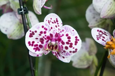 Чиста и прекрасна душа орхидеи Горда, независима в мире цветов. | Fialki.ru