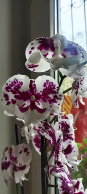 Орхидея Фаленопсис - «Бело-розовое совершенство или несколько слов о  чудесной орхидее.» | отзывы