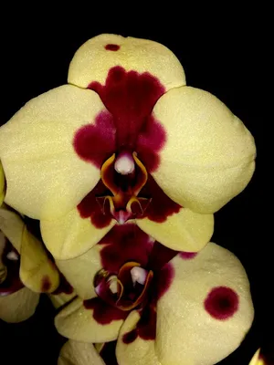 Orchidee dalmatiner nahaufnahme hintergrund | Premium-Foto