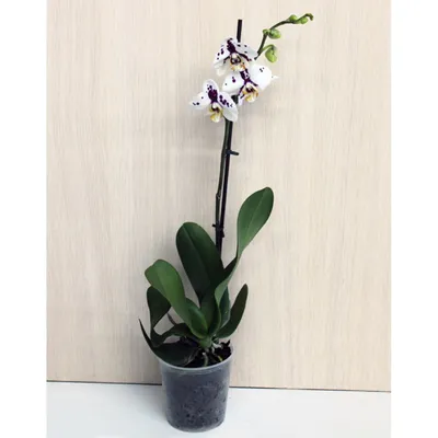 Орхидея Фаленопсис Кинг Кар Далматин Биг Лип 1 ст купить в Москве с  доставкой | Магазин растений Bloom Story (Блум Стори)