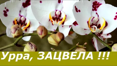 Орхидея далматинец - красивые фото
