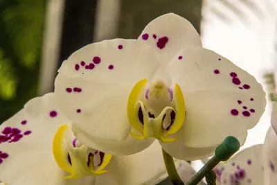 Орхидея Биг Лип Далматин. - YouTube