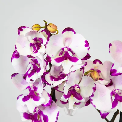 ЖЕЛТЫЙ ДАЛМАТИНЕЦ ПОД ЗАКАЗ - Фаленопсисы - Фаленопсисы - Самые Красивые  Орхидеи