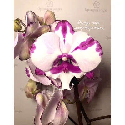 Конец орхидеи Aphrodite на фоне Стоковое Фото - изображение насчитывающей  далматин, орхидея: 212442594