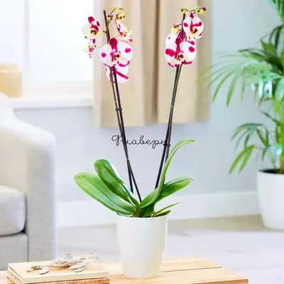 Орхидея Фаленопсис - «Бело-розовое совершенство или несколько слов о  чудесной орхидее.» | отзывы
