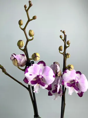 Орхидея фаленопсис. Купить орхидею 55 см. Фаленопсис далматин