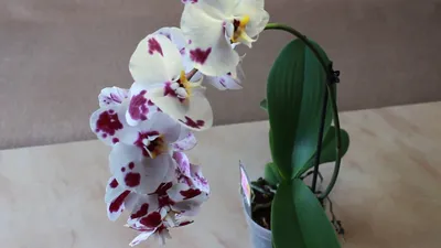 Орхидея Далматинец - YouTube