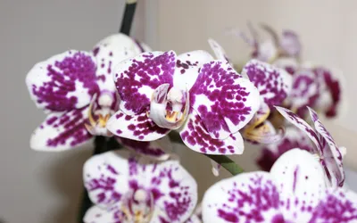 Орхидеи - цвет бордовый купить на ROZETKA: цена, отзывы