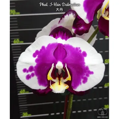 Орхидея #Фаленопсис #Далматинец #ОрхидеяФаленопсис #ОрхидеяДалматинец.  #ФаленопсисДалматинец Цена250грн. #Бронируем #Магазин #Покупки | By Орхидея-Плюс  | Facebook