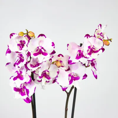 Орхидея келлион - красивые фото