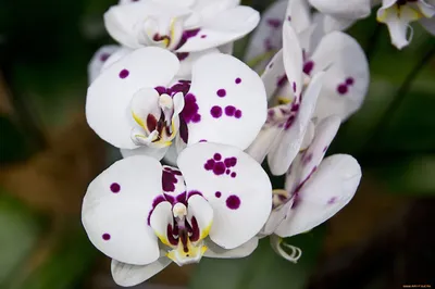 Белая орхидея с желтой серединкой - Купить в Бресте с доставкой!