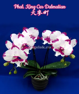 Орхидея белая с бордовыми пятнами - красивые фото
