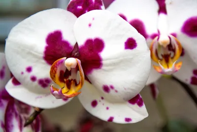 Орхидея далматинец фото фотографии