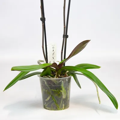 Орхидея белая с пятнами - 55 фото