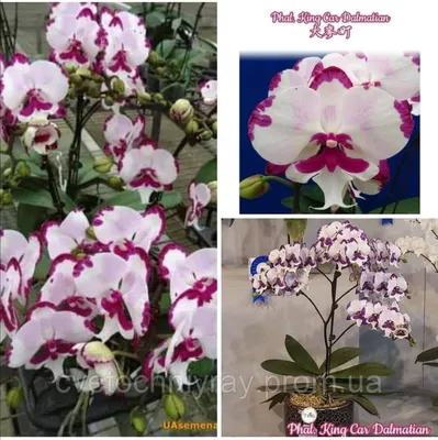 Орхидея Фаленопсис Биг Лип Молния 2 ст