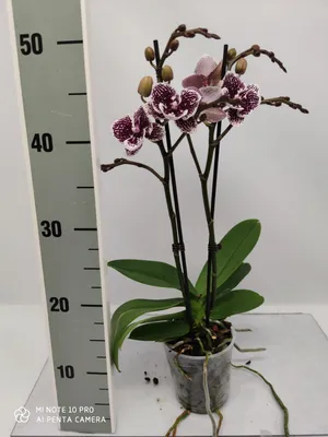 Орхидея спирит - 64 фото