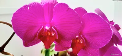Орхидеи в ассортименте - Orha.by