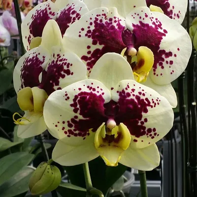 Орхидеи в ассортименте - Orha.by