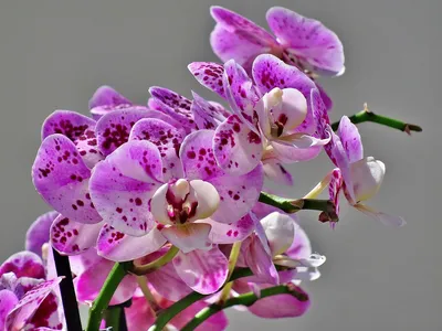 Фаленопсис белый с фиолетовыми пятнами - 57 фото