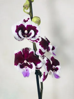 Орхидея Phal. King Car Dalmatian, підліток 2,5 / Кинг кар (ID#1255801585),  цена: 165 ₴, купить на Prom.ua