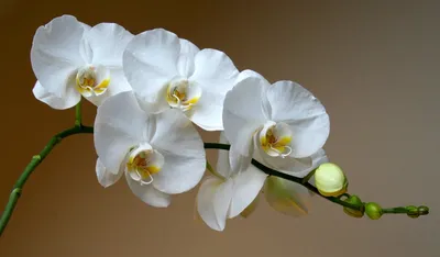 Орхидея фаленопсис - цветущий \"Дарвин\"- 3 цветоноса! Голландия - 400 грн,  купить на ИЗИ (49584291)