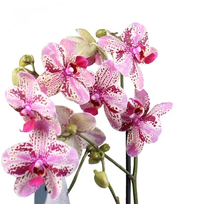 Орхидея цветов с белым Creme цветущий пола разнообразия фаленопсиса Дарвина  Стоковое Фото - изображение насчитывающей естественно, крем: 196317344