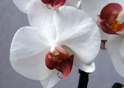 Купить Сиреневая орхидея Дарвин | UFL