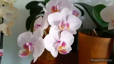 Орхидеи и комнатные растения on Instagram: \"Орхидея Дарвин, белая с  оранжевой губой красивое сочетание ,цена 250 грн Осталось две орхидеи,  здоровье 5+,сушит бутоны\"