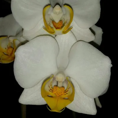 Белая орхидея дарвин - 54 фото