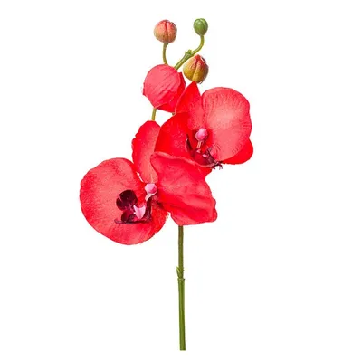 Сорт Дарвин - белые цветы с... - Самые Красивые Орхидеи | Facebook