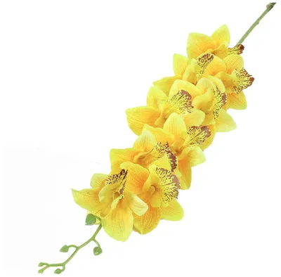 Орхидея дарвина - 73 фото