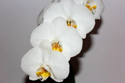 Купить Орхидея пятнистая Дарвин | UFL