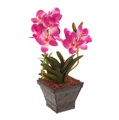 Irinka Orchidea on Instagram: \"Орхидеи фаленопсис в такой расцветке бывают  в природе, и даже название у нее есть \"Дарвин\" ... 🙂😍 Сделаны под заказ!  #сахарныецветы #сахарныйдекор #декордляторта #декордлясладостей  #цветысахарные #цветыизмастики ...