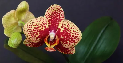 Орхидея фаленопсис Дарвин, Голландия - 320 грн, купить на ИЗИ (22206399)