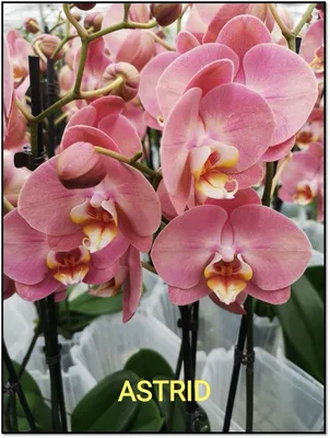 Фаленопсис Дарвин | Орхидеи, Орхидея, Цветы
