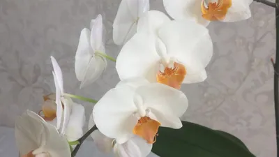Орхидея фаленопсис дарвин - 66 фото