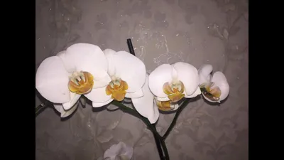 Орхидея Anthura Darwin – купить в Москве, цена 1 300 руб., продано 2  октября 2019 – Растения и семена