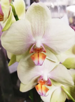 Орхидея, 33см, красный в Москве и области – купить по низкой цене в  интернет-магазине Дарвин