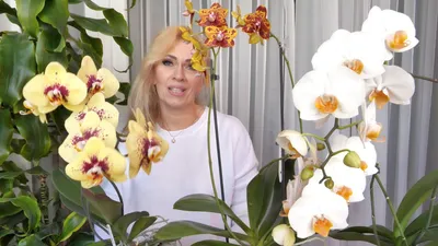 Орхидея брассия, желтый 52см в Москве и области – купить по низкой цене в  интернет-магазине Дарвин