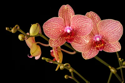 Цветок искусственный Орхидея в горшке , 28х10х10 см, 242911 в Москве и  области – купить по низкой цене в интернет-магазине Дарвин